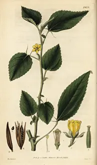 Jute: Jew's mallow, Corchorus olitorius