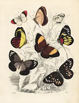 Jezebel: Jezebel, lampedia, redbase jezebel and crimson