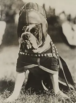 Rs4wn: Jiggs, the famous mascot of the Quantico Marines