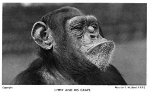 Chimp: Jimmy the Chimpanzee balancing a grape on his nose