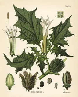 Datura: Jimson weed, Datura stramonium