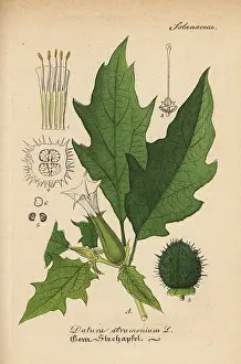 Datura: Jimsonweed or Devil's snare, Datura stramonium