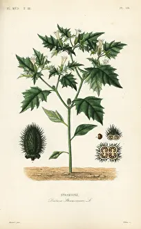 Datura: Jimsonweed or devil's snare, Datura stramonium