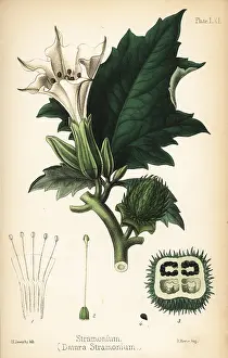 Hallucinogen: Jimsonweed or devil's snare, Datura stramonium