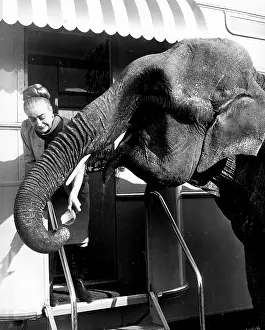 Debuting: Joan Crawford, American actress, with elephant