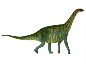 Tiguidensis: Jobaria dinosaur, side view