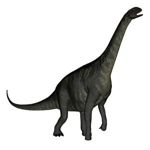Tiguidensis: Jobaria dinosaur on white background