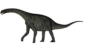 Tiguidensis: Jobaria dinosaur on white background