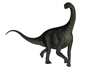 Tiguidensis: Jobaria dinosaur on white background