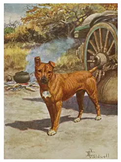 Jock: JOCK OF THE BUSHVELD 1