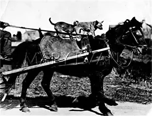 Blinkered: JOCKEY DOGS 1933