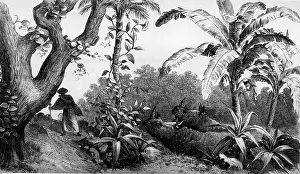 Rhinoceroses: Johann Ludwig Krapf
