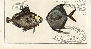 Ciliaris: John Dory and African pompano
