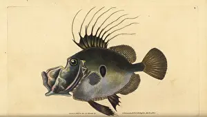 Faber: John Dory or Doree, Zeus faber