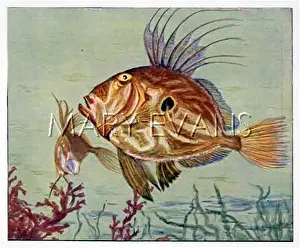 Dory: JOHN DORY FISH