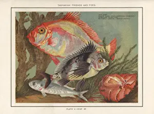 Furred: John Dory, magpie perch, silver fish and butterfly lobster