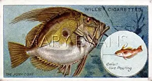 Dory: JOHN DORY/WILL'S/1910