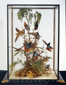 Trochilidae: John Gould's hummingbird cases