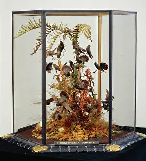 Trochilidae: John Gould's hummingbird cases