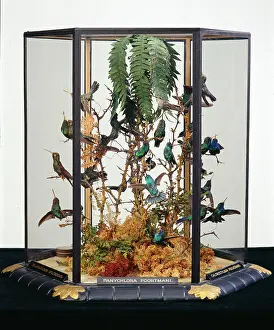 Trochilidae: John Gould's hummingbird cases