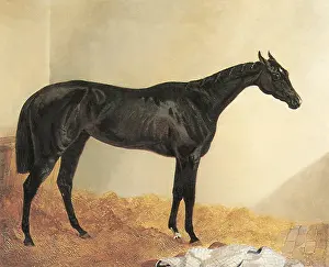 Gully: John Gully's Filly Mendicant