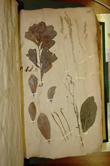 Carolinas: John Lawson plant specimen