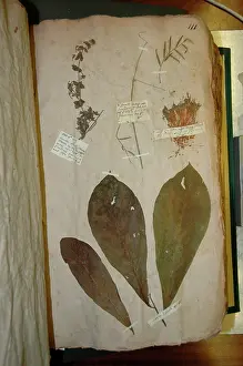 Carolinas: John Lawson plant specimen