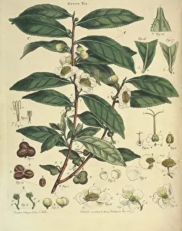 Thea: John Lettsom's Natural History of the Tea Tree