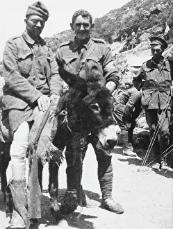 Kirkpatrick: John Simpson and his donkey, First World War
