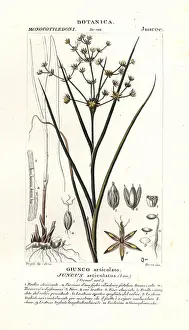 Jointed: Jointed rush, Juncus articulatus