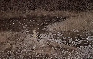 Dotted: Jomfruland Lilypond
