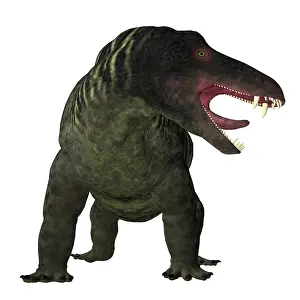 Synapsid: Jonkeria dinosaur on white background