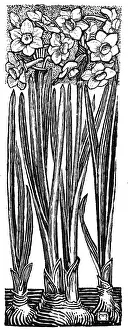 Lilley: Jonquil