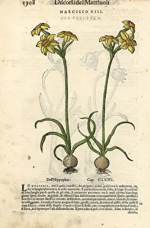 Mattioli: Jonquil, Narcissus jonquilla