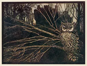 Transformed: JORINDA AS OWL (1)