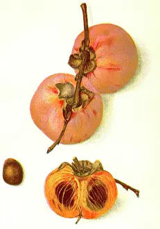 Sliced: Josephine Persimmon - fruit - food
