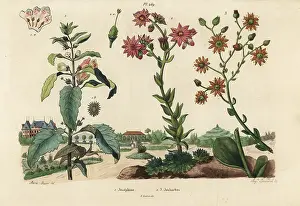 Dumenil: Josephine plant and stonecrops
