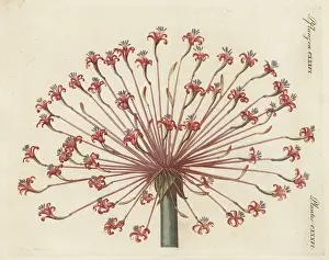 Engraved Plates: Josephine's lily or candelabra lily, Brunsvigia josephinae
