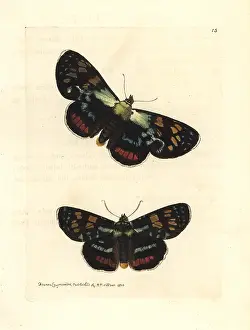 Picta: Joseph's coat moth, Agarista agricola