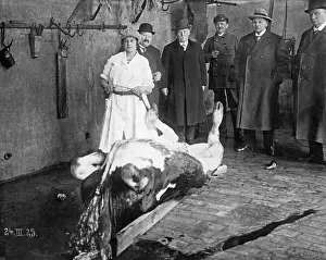 Slaughter: Journeyman's examination in Berlin slaughterhouse, 1925