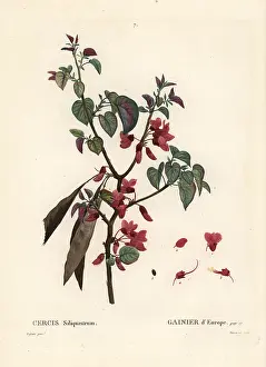 Poupee: Judas tree, Cercis siliquastrum
