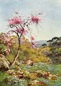 Judas: JUDAS TREE IN FLOWER