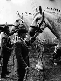 Bridles: JUDGING SHIRE HORSES