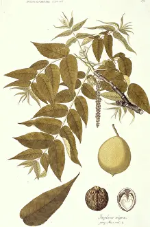 Nigra: Juglands nigra, black walnut