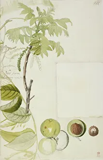 Nigra: Juglans nigra, black walnut