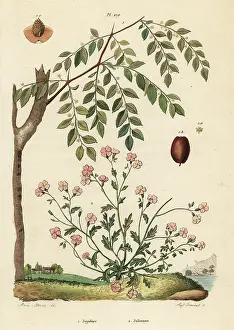 Dhistoire: Jujube and Virginia stock