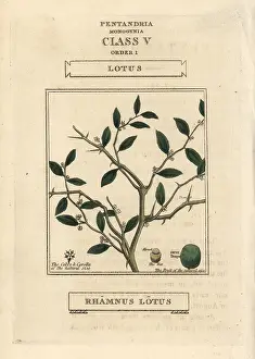 Duppa: Jujube, Ziziphus lotus