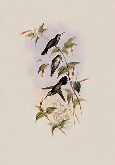 Juliamya, Juliamya Typica