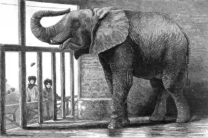 Dec17: Jumbo the elephant