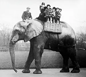 Jumbo: Jumbo the elephant